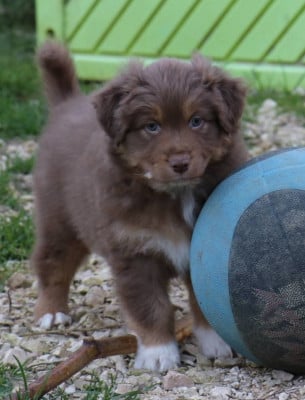 Les chiots de Berger Australien