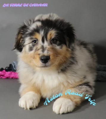 Les chiots de Berger Australien