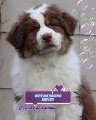 Les chiots de Berger Australien