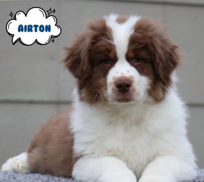 Les chiots de Berger Australien