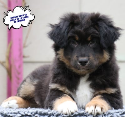 Les chiots de Berger Australien