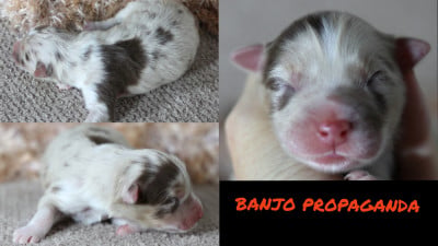 Les chiots de Berger Australien