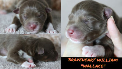 Les chiots de Berger Australien