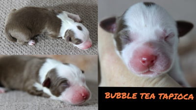 Les chiots de Berger Australien