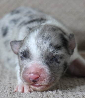Les chiots de Berger Australien