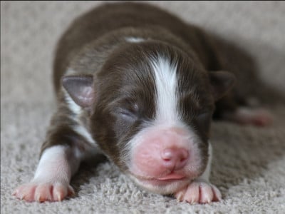 Les chiots de Berger Australien