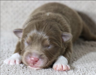 Les chiots de Berger Australien