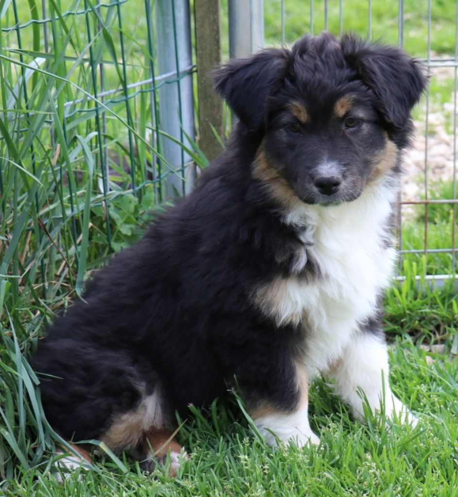 UMBER SPOTLIGHT dite UMI