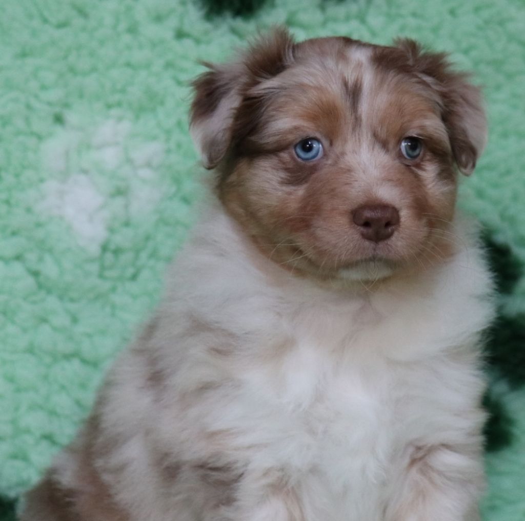 UNIQ STRIKE CONNECTION