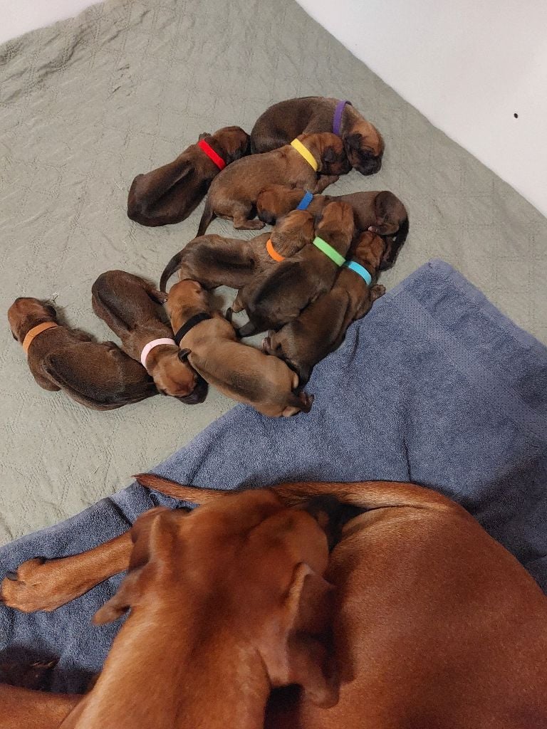 Rhodesian Ridgeback - des prouillacs