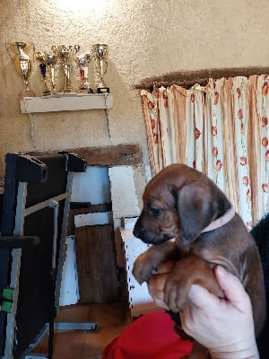 Les chiots de Rhodesian Ridgeback