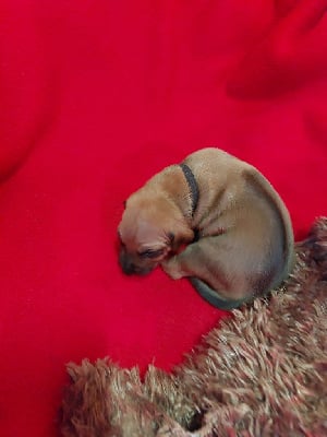 Les chiots de Rhodesian Ridgeback