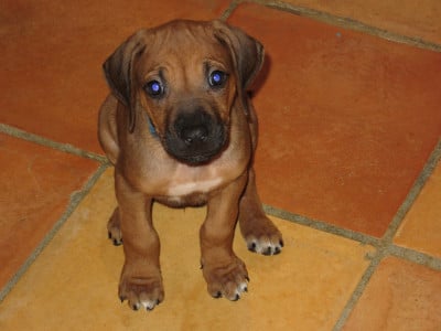 Rhodesian Ridgeback