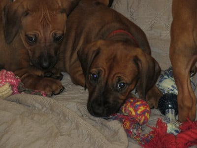 Les chiots de Rhodesian Ridgeback