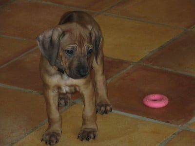Les chiots de Rhodesian Ridgeback