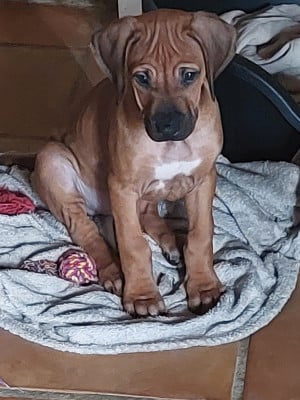 Les chiots de Rhodesian Ridgeback