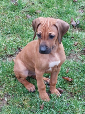 Les chiots de Rhodesian Ridgeback