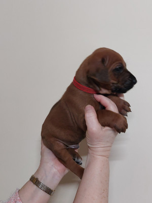 Les chiots de Rhodesian Ridgeback