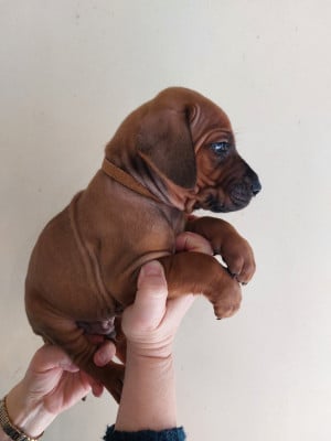 Les chiots de Rhodesian Ridgeback