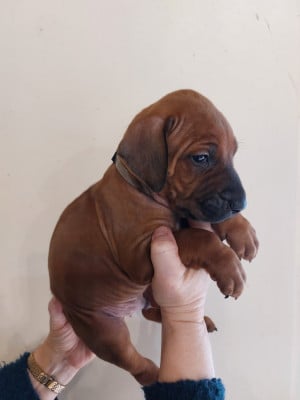 Les chiots de Rhodesian Ridgeback