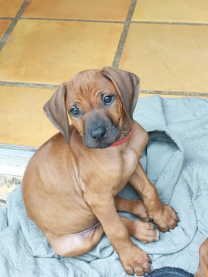 Les chiots de Rhodesian Ridgeback