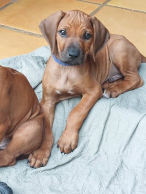 Les chiots de Rhodesian Ridgeback