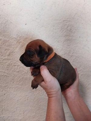 Les chiots de Rhodesian Ridgeback