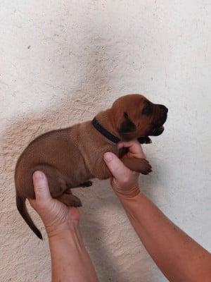 Les chiots de Rhodesian Ridgeback