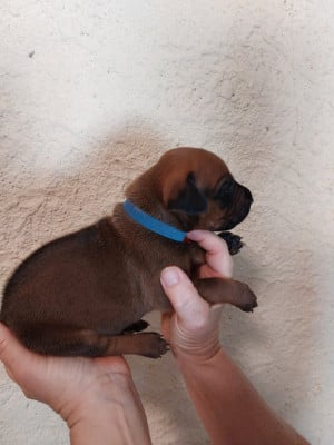 Les chiots de Rhodesian Ridgeback