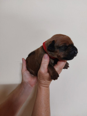 Les chiots de Rhodesian Ridgeback