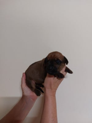 Les chiots de Rhodesian Ridgeback