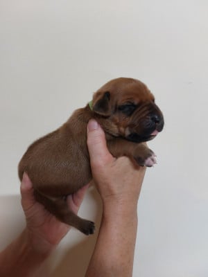 Les chiots de Rhodesian Ridgeback