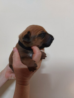 Les chiots de Rhodesian Ridgeback