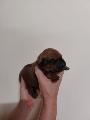 Les chiots de Rhodesian Ridgeback