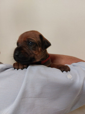 Les chiots de Rhodesian Ridgeback