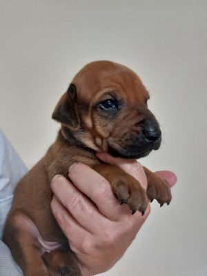 Les chiots de Rhodesian Ridgeback