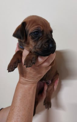 Les chiots de Rhodesian Ridgeback