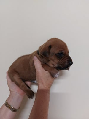 Les chiots de Rhodesian Ridgeback