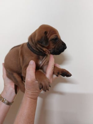 Les chiots de Rhodesian Ridgeback