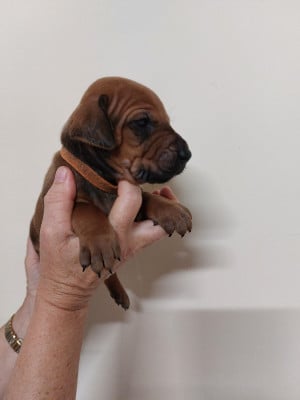 Les chiots de Rhodesian Ridgeback
