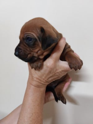 Les chiots de Rhodesian Ridgeback