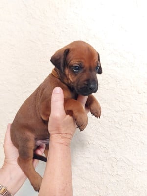 Les chiots de Rhodesian Ridgeback
