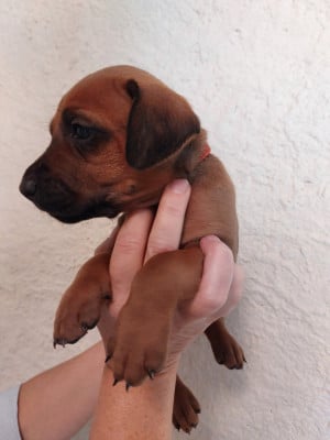Les chiots de Rhodesian Ridgeback
