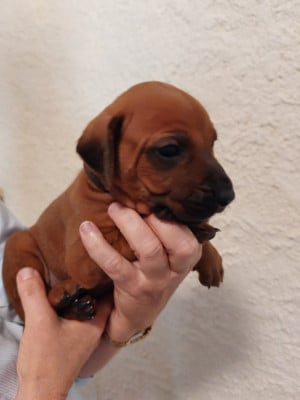 Les chiots de Rhodesian Ridgeback