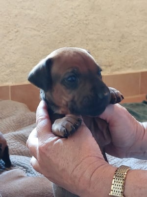 Les chiots de Rhodesian Ridgeback