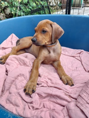 Les chiots de Rhodesian Ridgeback