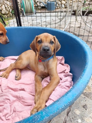Les chiots de Rhodesian Ridgeback