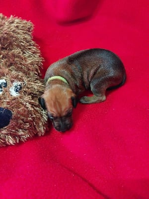 Les chiots de Rhodesian Ridgeback