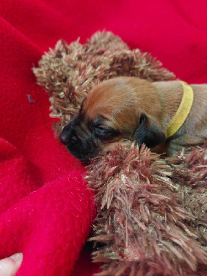 Les chiots de Rhodesian Ridgeback