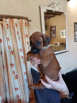Les chiots de Rhodesian Ridgeback